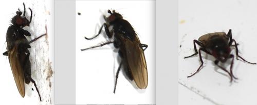 Réf. 277 500 : Limosininae inconnu